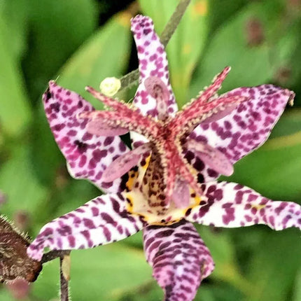 30 Toad Lily - Tricyrtis Hirta Seeds - Seed World