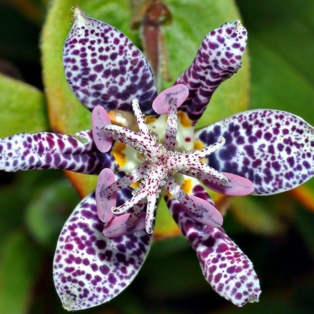 30 Toad Lily - Tricyrtis Hirta Seeds - Seed World