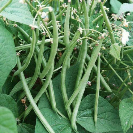 30 Top Crop Green Bean Seeds - Seed World