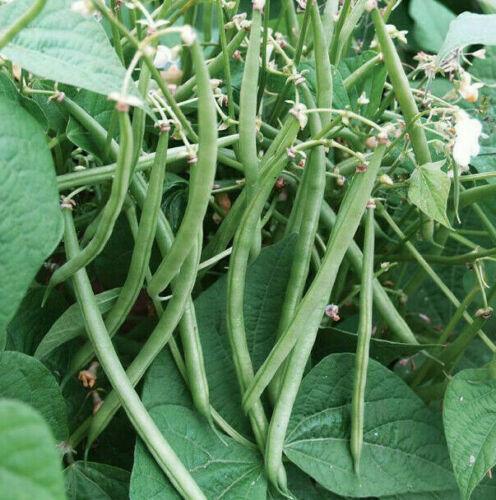 30 Top Crop Green Bean Seeds - Seed World
