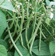 30 Top Crop Green Bean Seeds - Seed World