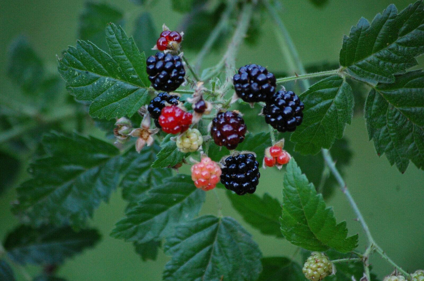 30 Trailing Blackberry Seeds - Seed World
