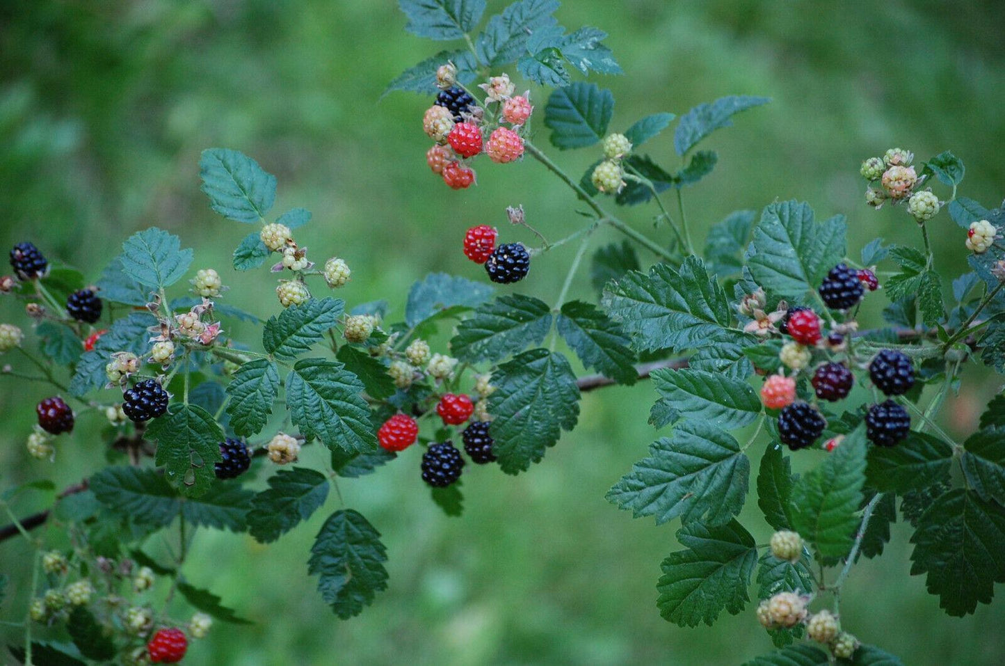 30 Trailing Blackberry Seeds - Seed World