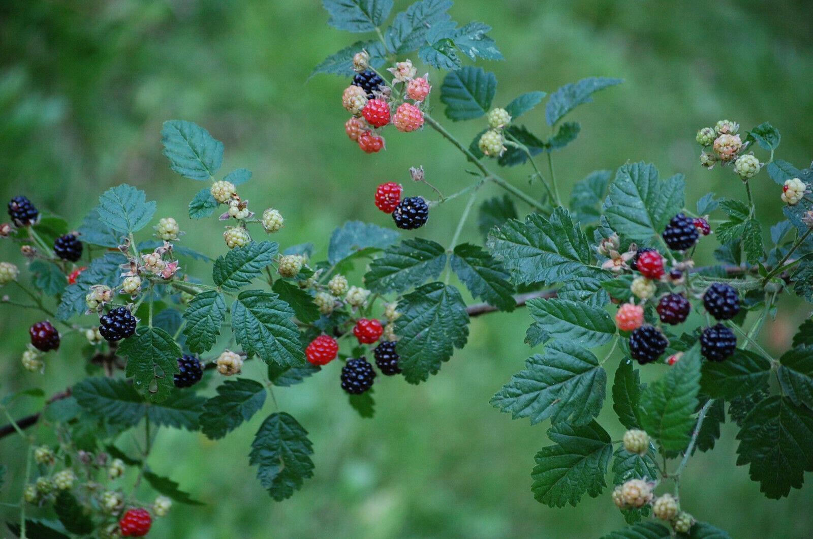30 Trailing Blackberry Seeds - Seed World