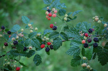 30 Trailing Blackberry Seeds - Seed World