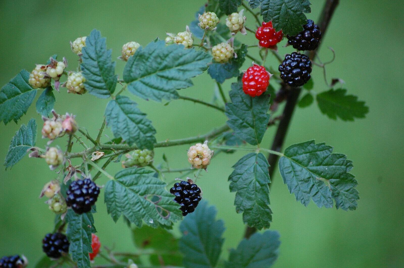 30 Trailing Blackberry Seeds - Seed World