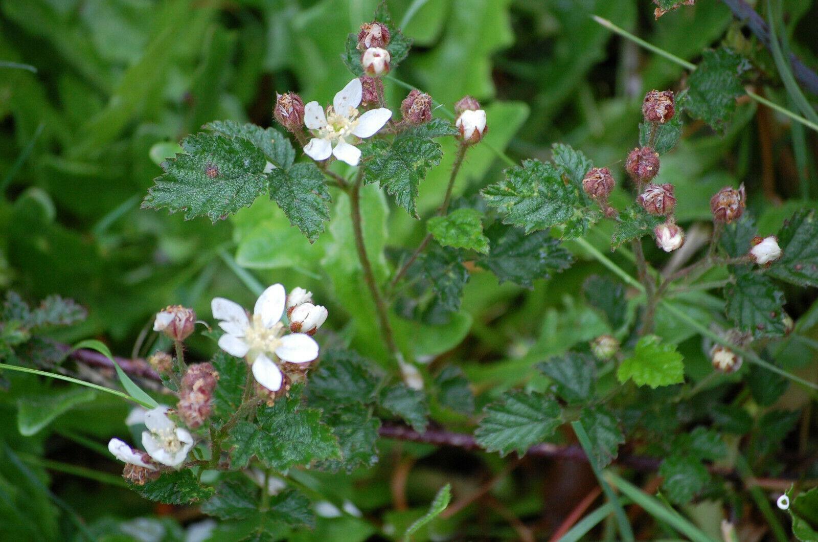 30 Trailing Blackberry Seeds - Seed World