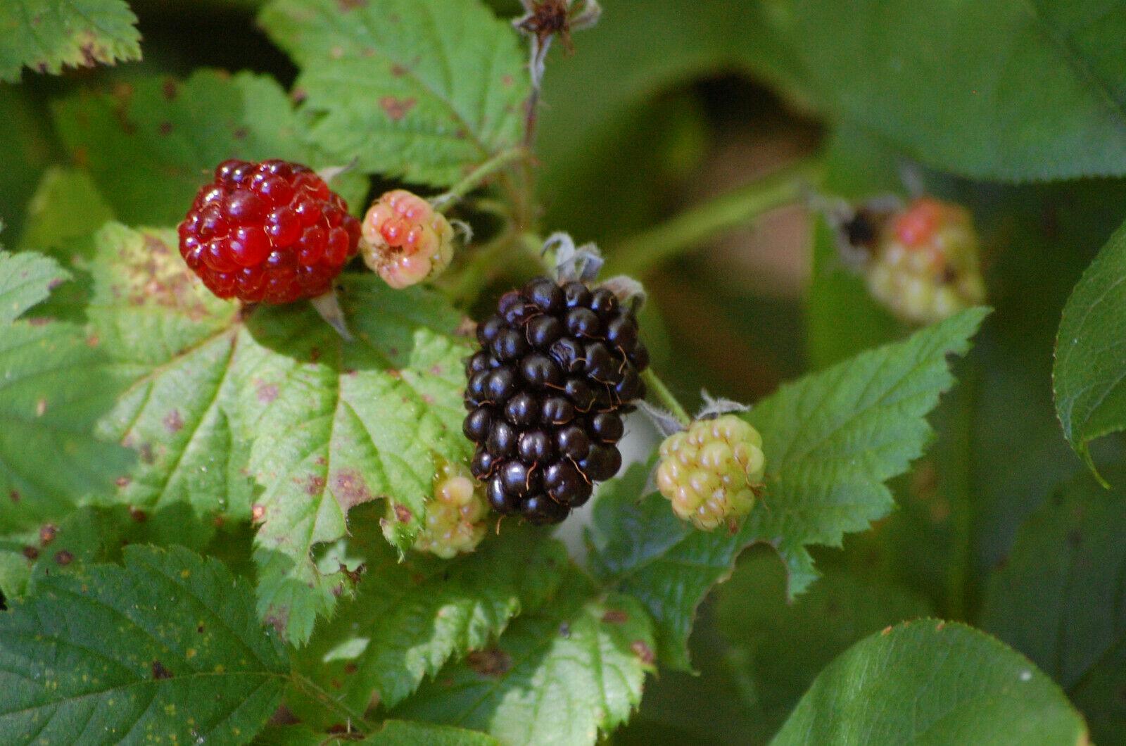 30 Trailing Blackberry Seeds - Seed World