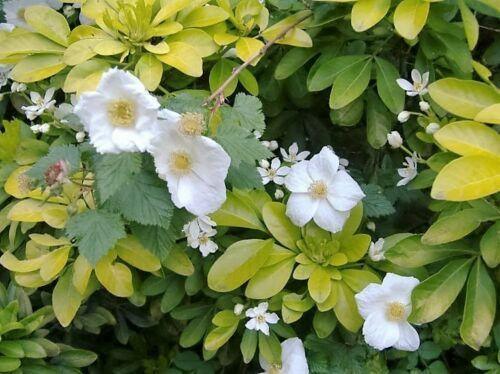 30 Trailing Blackberry Seeds - Seed World