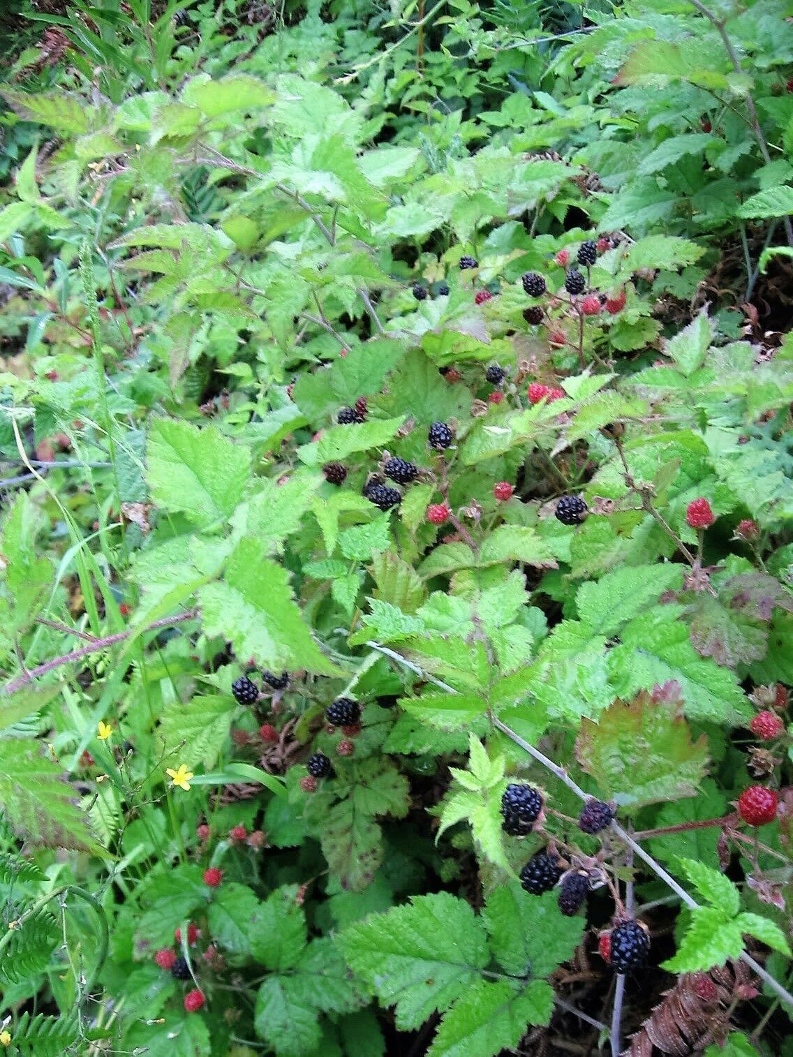 30 Trailing Blackberry Seeds - Seed World