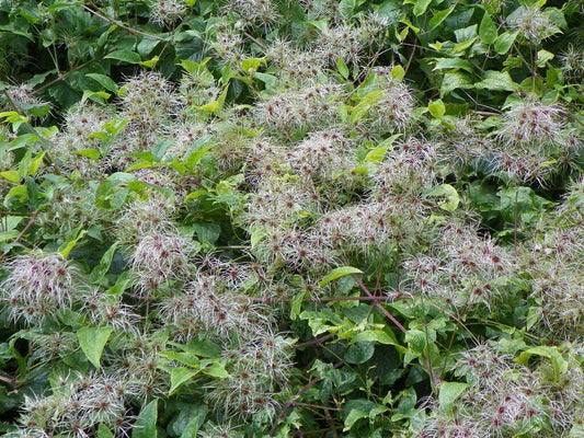 30 Traveller's Joy - Old Man's Bear (Clematis Vitalba) Seeds - Seed World