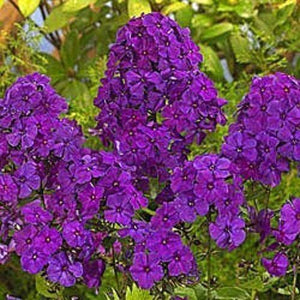 30 Violet Phlox Seeds - Seed World
