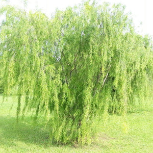 30 Weeping Tea Tree Seeds - Leptospermum brachyandrum - Seed World