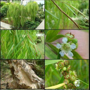 30 Weeping Tea Tree Seeds - Leptospermum brachyandrum - Seed World