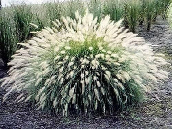 30 White Fountain Grass Seeds - Seed World