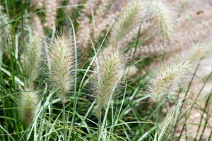 30 White Fountain Grass Seeds - Seed World