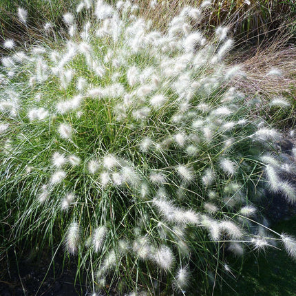 30 White Fountain Grass Seeds - Seed World