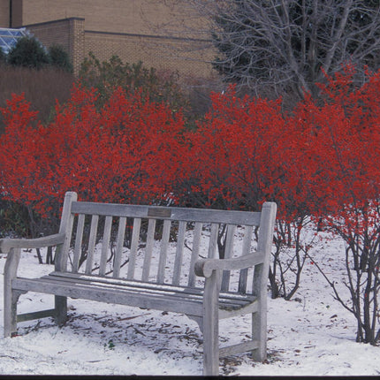 30 Winterberry Holly - Ilex Verticillata Shrub Seeds - Seed World