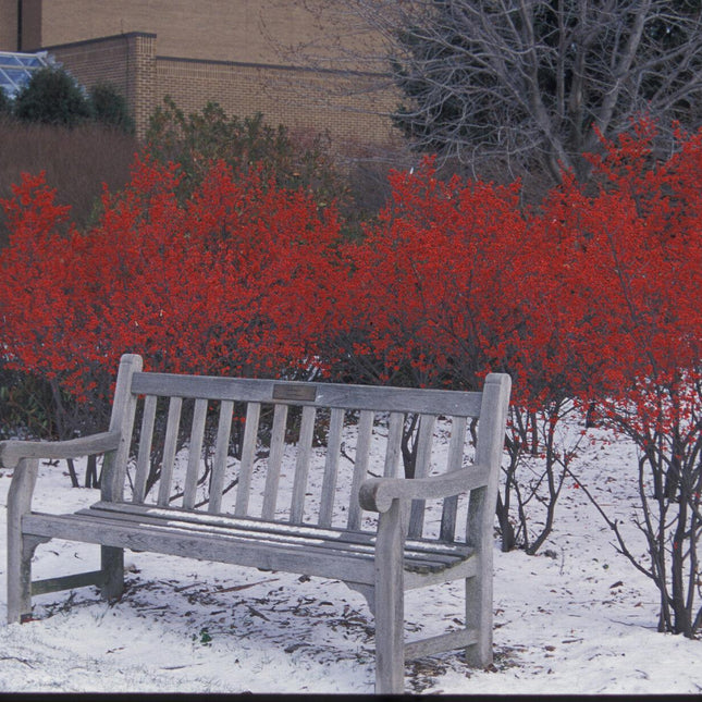 30 Winterberry Holly - Ilex Verticillata Shrub Seeds - Seed World