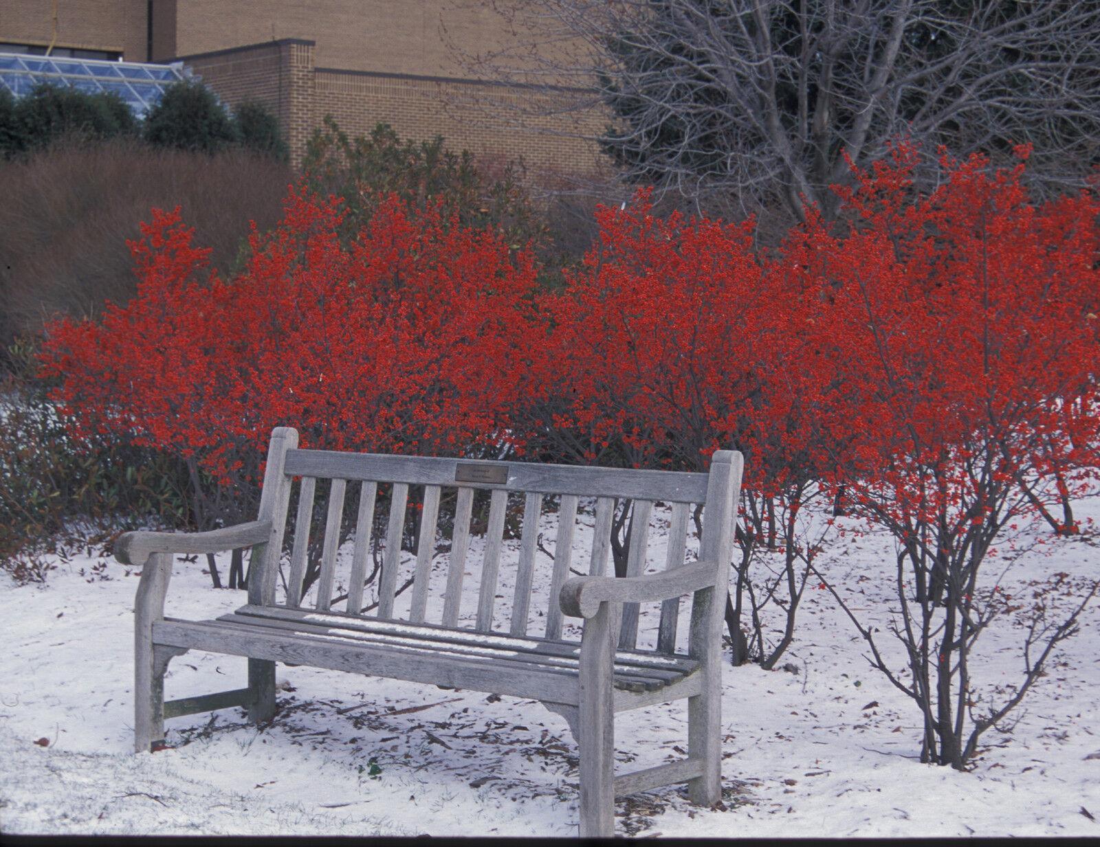 30 Winterberry Holly - Ilex Verticillata Shrub Seeds - Seed World