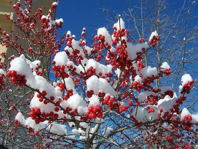 30 Winterberry Holly - Ilex Verticillata Shrub Seeds - Seed World