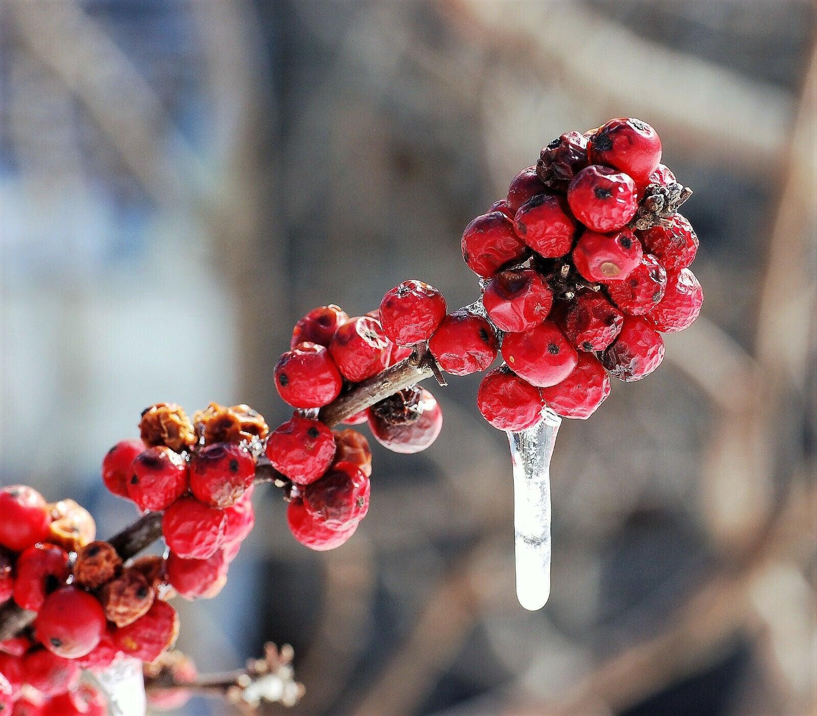 30 Winterberry Holly - Ilex Verticillata Shrub Seeds - Seed World