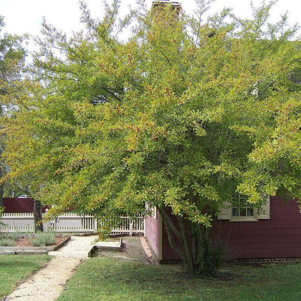 30 Winterberry Holly - Ilex Verticillata Shrub Seeds - Seed World