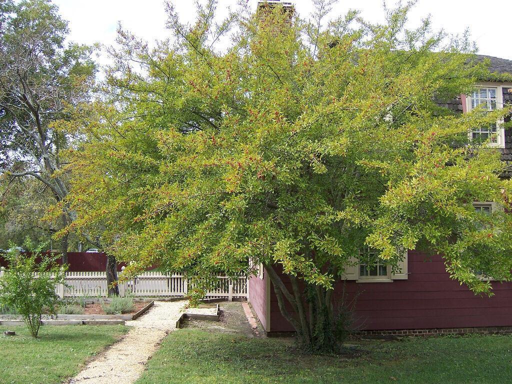 30 Winterberry Holly - Ilex Verticillata Shrub Seeds - Seed World