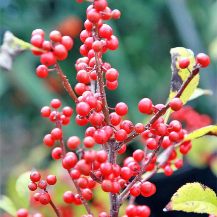 30 Winterberry Holly - Ilex Verticillata Shrub Seeds - Seed World