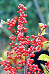 30 Winterberry Holly - Ilex Verticillata Shrub Seeds - Seed World