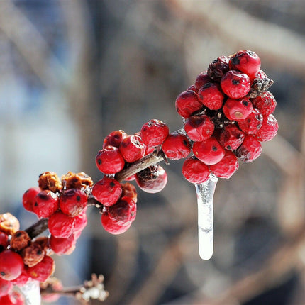 30 Winterberry Holly - Ilex Verticillata Shrub Seeds - Seed World