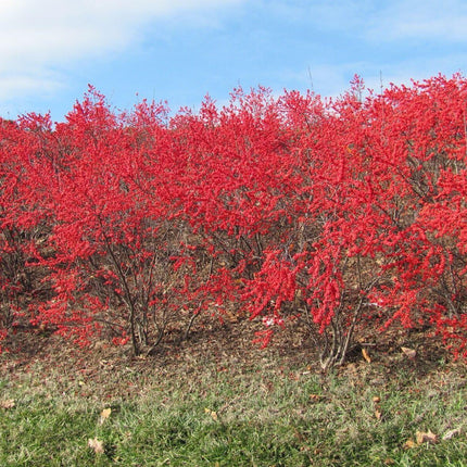 30 Winterberry Holly - Ilex Verticillata Shrub Seeds - Seed World