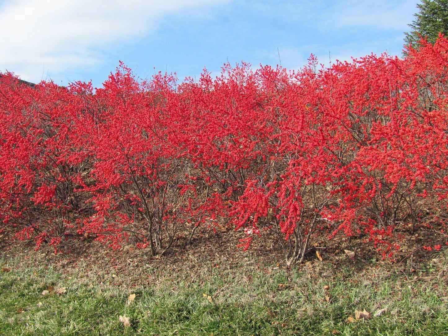 30 Winterberry Holly - Ilex Verticillata Shrub Seeds - Seed World