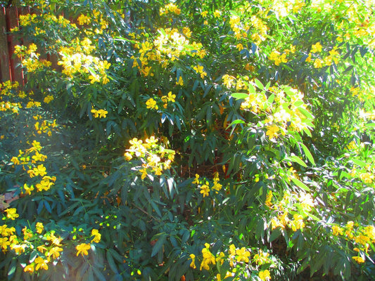 30 Yellow Flowering Senna - Bush Seeds - Seed World