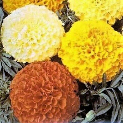 300 African Marigold Crackerjack Mix Seeds – Giant Blooms in Bright Yellow & Orange - Seed World