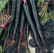 300 Black Nebula Carrot Seeds - Seed World