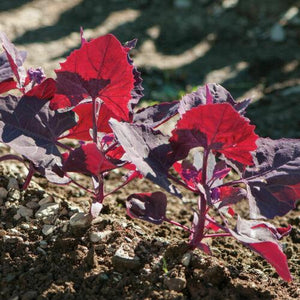 300 Bright Red Orach Seeds - French Spinach (Atriplex Hortensis) - Seed World