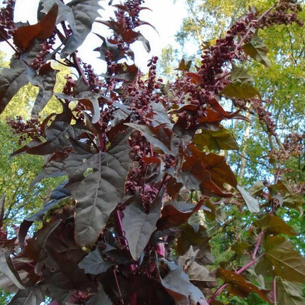300 Bright Red Orach Seeds - French Spinach (Atriplex Hortensis) - Seed World