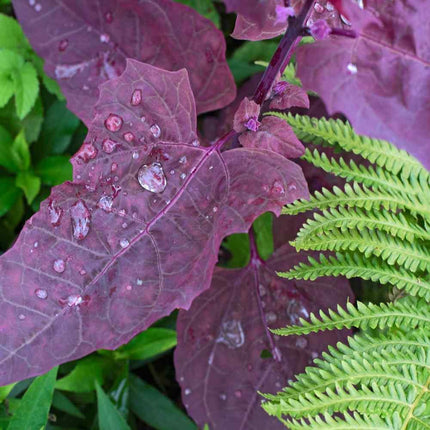 300 Bright Red Orach Seeds - French Spinach (Atriplex Hortensis) - Seed World