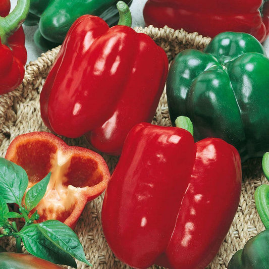 300 California Wonder Bell Pepper Seeds - Seed World