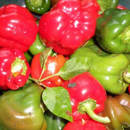 300 California Wonder Bell Pepper Seeds - Seed World