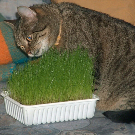 300 Cat Grass Herb Seeds - Seed World