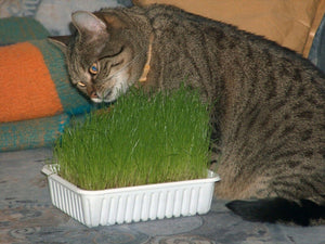 300 Cat Grass Herb Seeds - Seed World