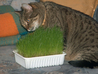 300 Cat Grass Herb Seeds - Seed World