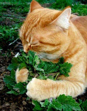 1000 Catnip Cat Mint Herb Seeds - Seed World