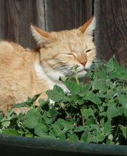 1000 Catnip Cat Mint Herb Seeds - Seed World