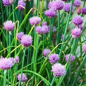 300 Chives Seeds - Seed World