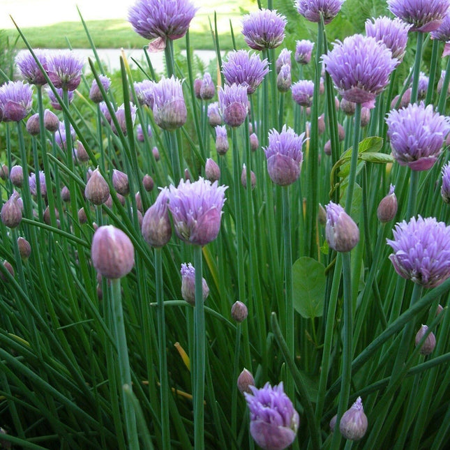 300 Chives Seeds - Seed World