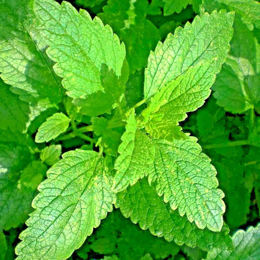 1000 Citronella Lemon Balm Seeds - Seed World