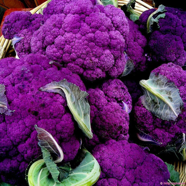 Early Purple Sprouting broccoli